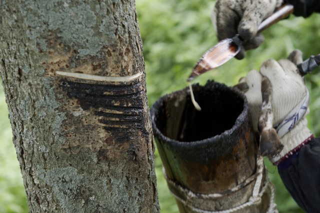 漆の木から樹液を採取