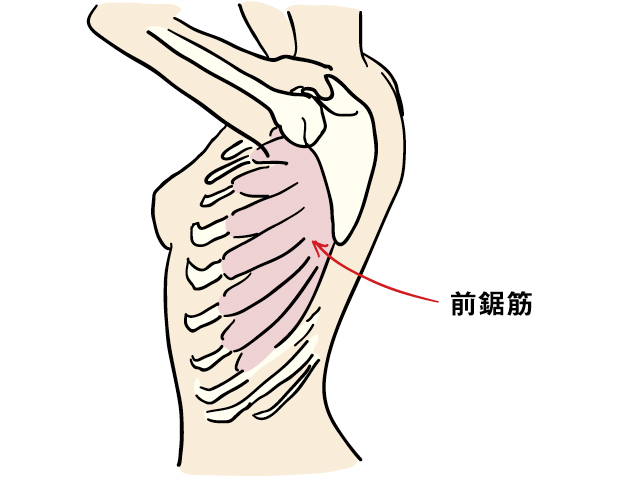 胸郭の外側から肩甲骨の下あたりに伸びる前鋸筋