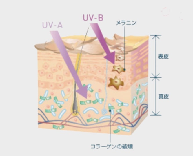 UV-A　UV-B